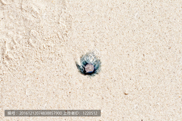 死海蜇躺在沙灘上