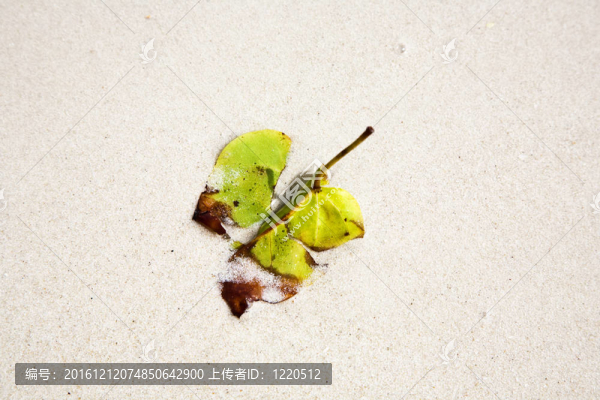 美麗的結(jié)構(gòu)化葉子在海灘上安排的性質(zhì)