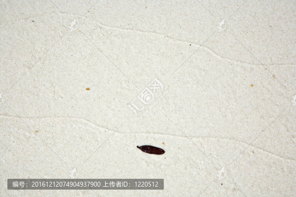 美麗的結(jié)構(gòu)化葉子在海灘上安排的性質(zhì)