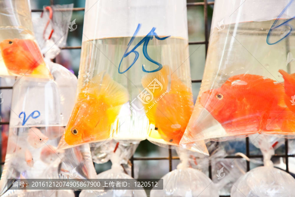市場上出售的魚袋