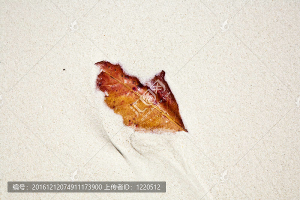 美麗的結(jié)構(gòu)化葉片在海灘上安排的性質(zhì)在一個和諧的方式