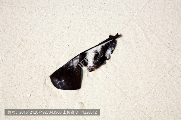美麗的結(jié)構(gòu)化葉子在海灘上安排的性質(zhì)