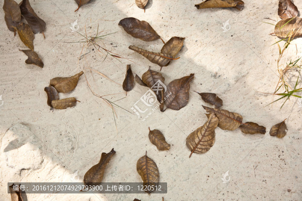 美麗的結構化葉子在海灘上安排的性質
