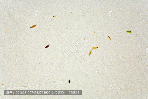 美麗的結(jié)構(gòu)化葉子在海灘上安排的性質(zhì)