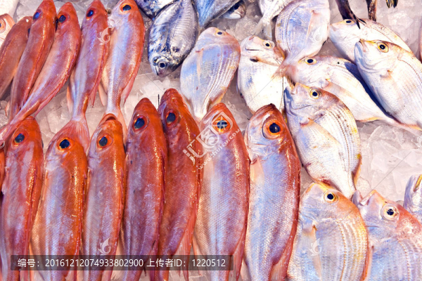 亞洲魚類市場提供全淡水魚
