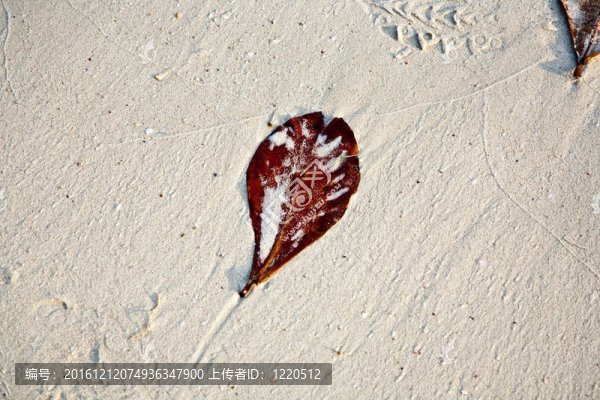 美麗的結(jié)構(gòu)化葉片在海灘上安排的性質(zhì)在一個和諧的方式