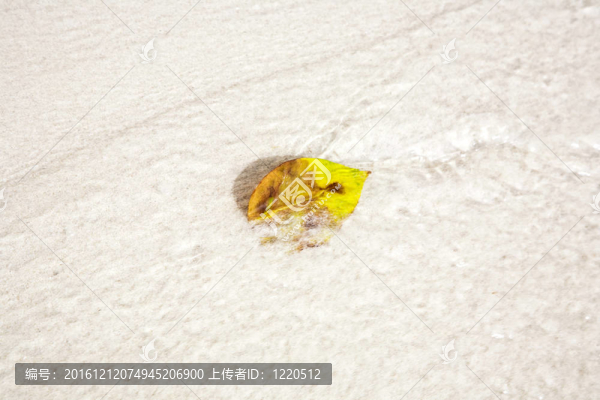 美麗的結(jié)構(gòu)化葉子在海灘上安排的性質(zhì)