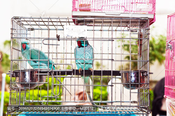 香港鳥類市場中的鳥籠