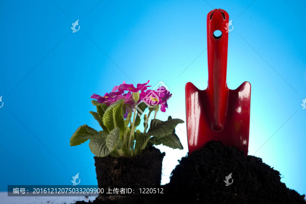 園林植物