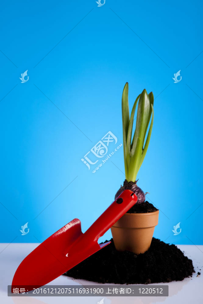 園林植物