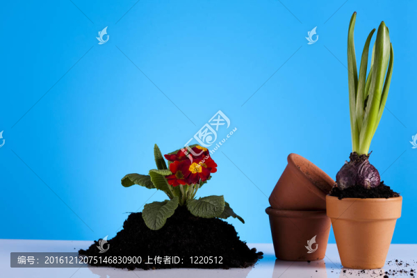 花園的背景