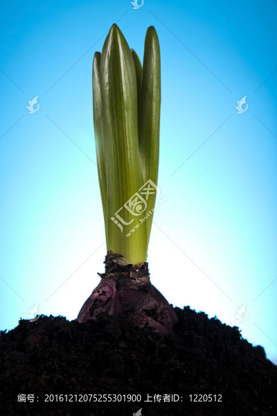 植物