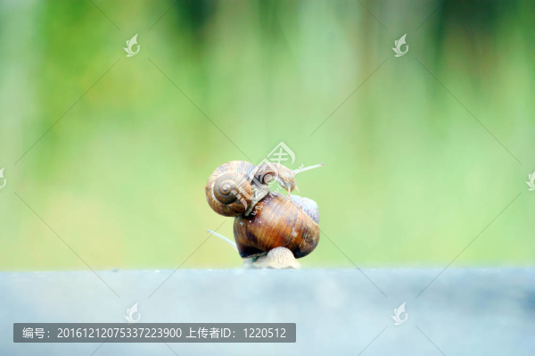 兩園蝸牛賽跑