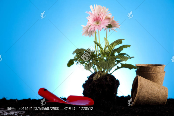 植物和園藝工具