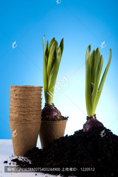 園林植物