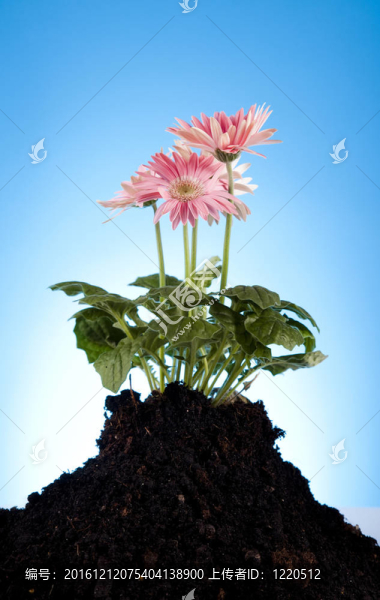 園林植物