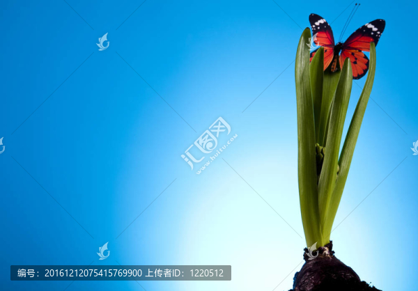 花園的背景