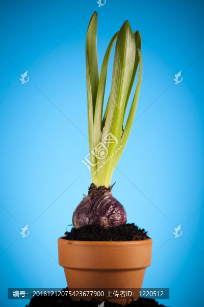 園林植物