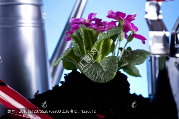 植物和園藝工具