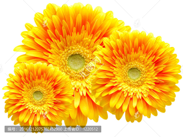 Gerber的花