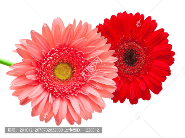 Gerber的花