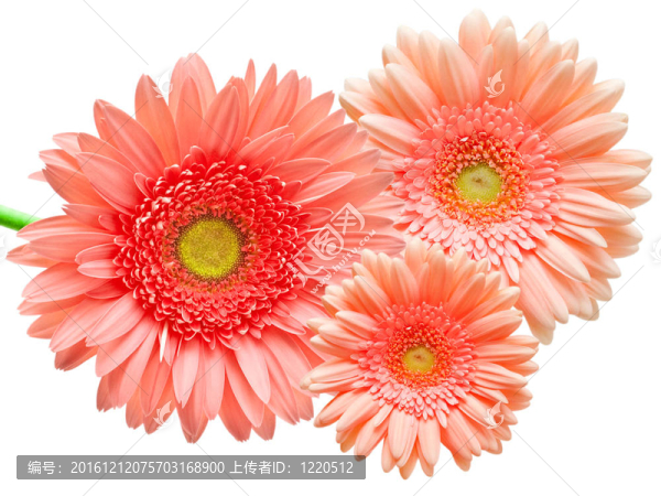 Gerber的花