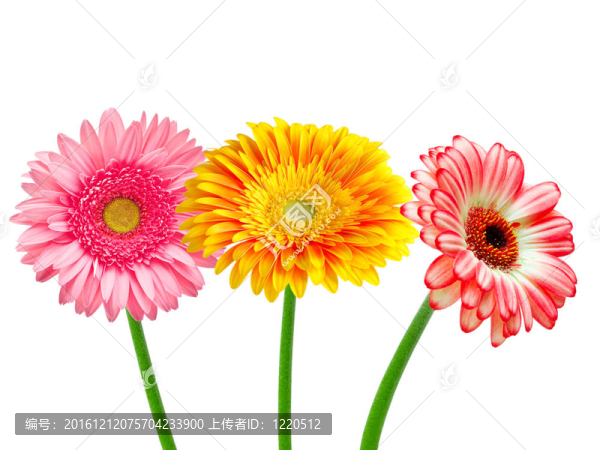 Gerber的花