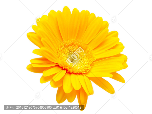 Gerber的花