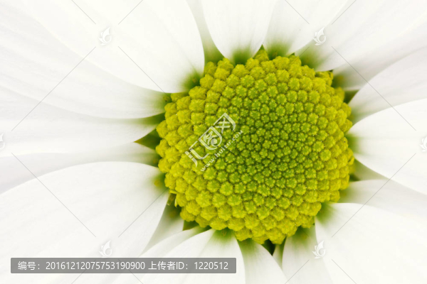 白菊花