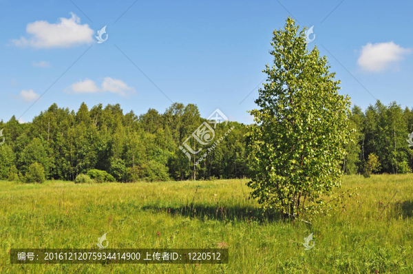 陽光明媚的夏日林間空地