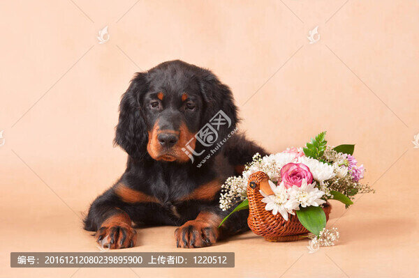 二傳手的小狗花