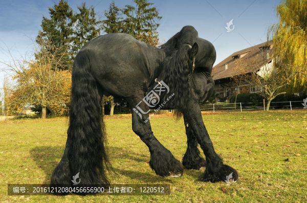 弗里西亞馬