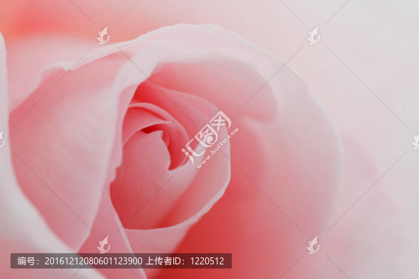 宏花玫瑰