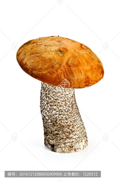 橙蓋牛肝菌蘑菇