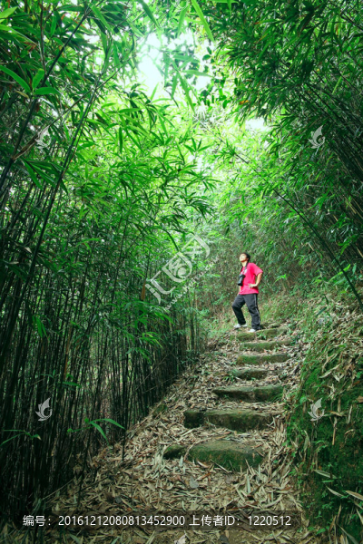攝影師在竹路上拍照