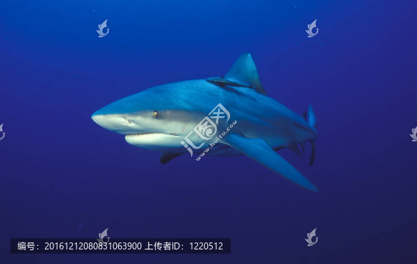 看著鯊魚