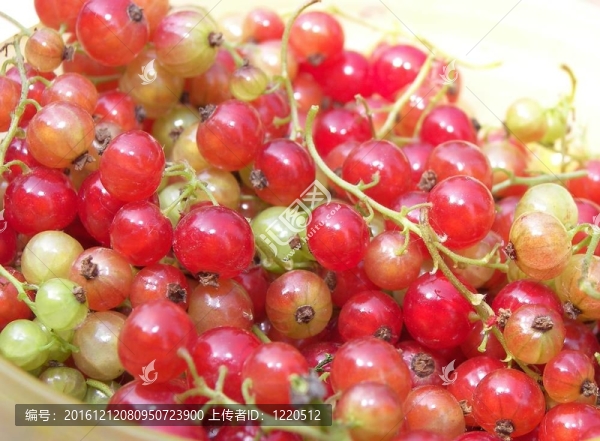 groseilles