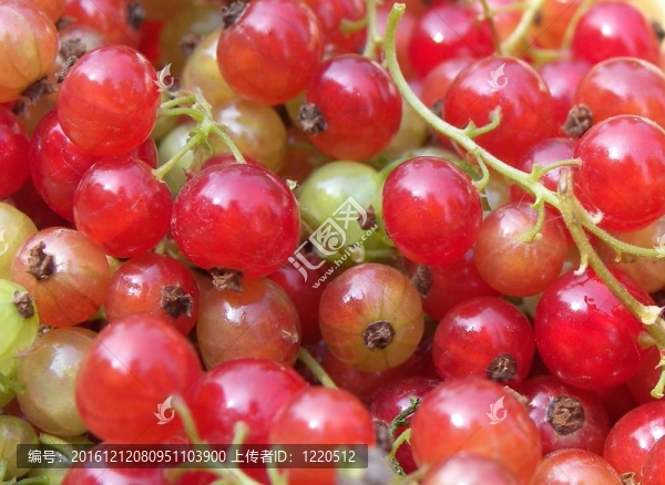 groseilles