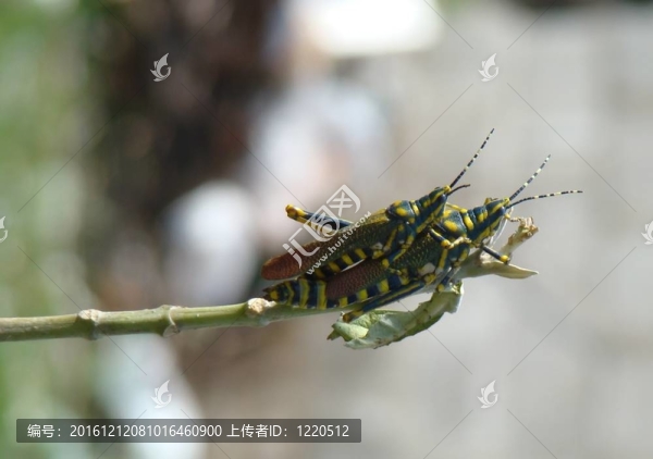 蚱蜢交配