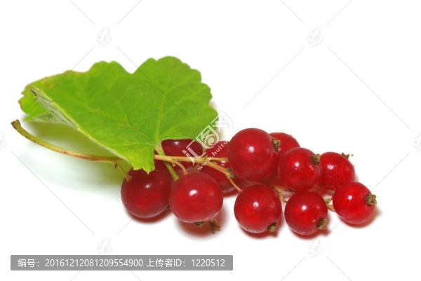groseilles