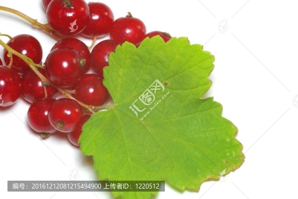 groseilles
