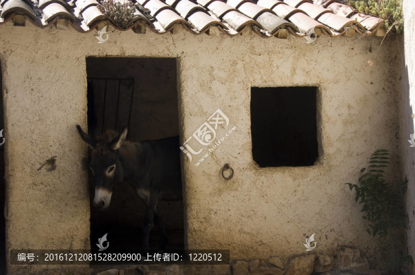 驢走出馬廄