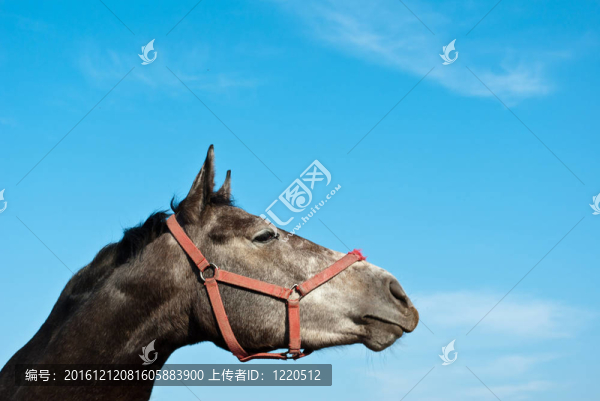 馬-匯圖網(wǎng) www.fosd68.com 馬