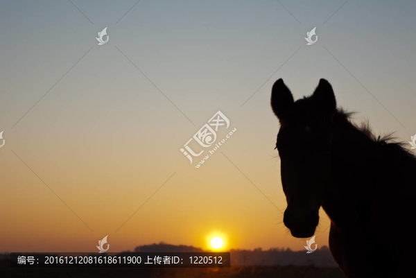 馬
