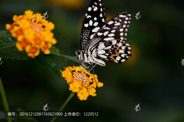 蝴蝶達(dá)摩鳳蝶