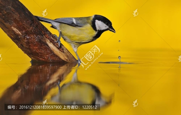 日落鳥。