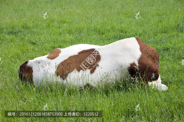 頭無頭的牛；躺在草地上