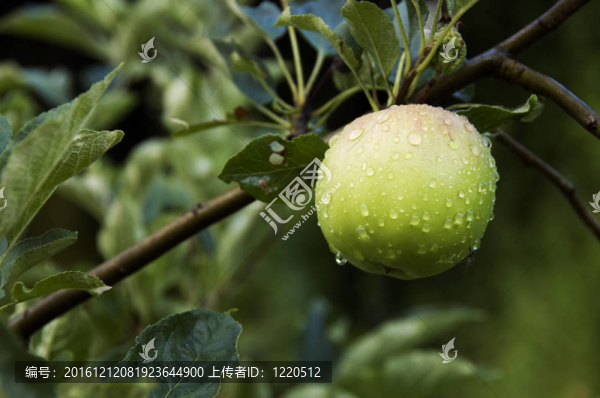 樹上和露珠上的蘋果