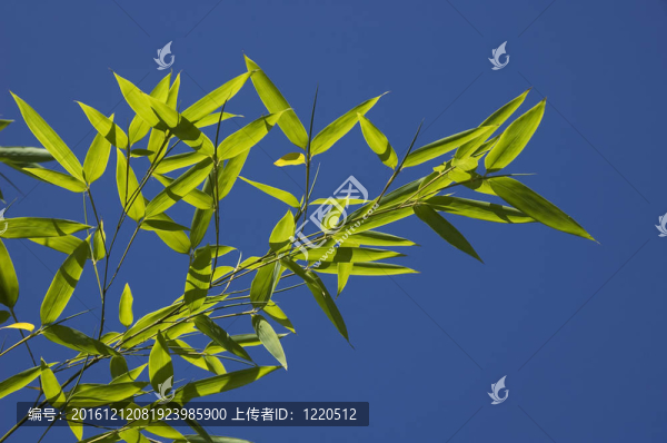 藍(lán)天上的竹葉