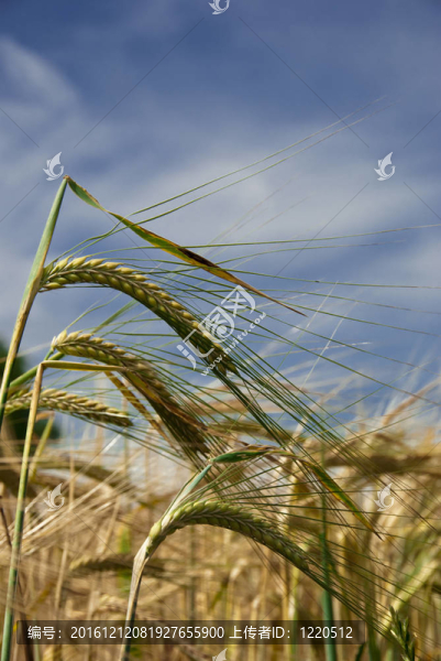 小麥在陽光下成熟